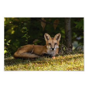 Serene Fox Photo Print
