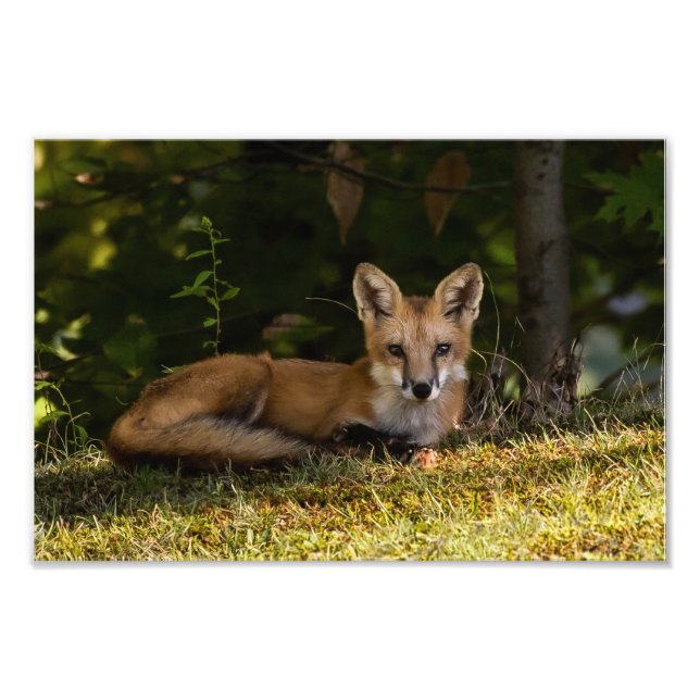 Serene Fox Photo Print (Front)