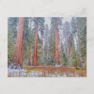 Serene Giant Sequoia National Park Landscape Postcard
