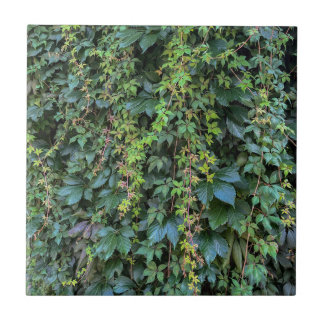 Serene Green Ivy Wall Hanging Vines Plant Leaves Ceramic Tile