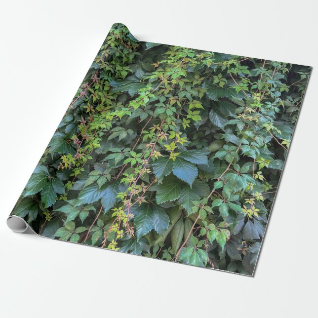 Serene Green Ivy Wall Hanging Vines Plant Leaves Wrapping Paper (Unrolled)