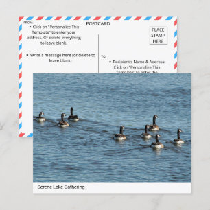 Serene Lake Gathering - Canada Geese Postcard