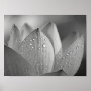 Serene Monochromatic Lotus Flower Macro Poster
