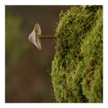 Serene Mushroom in Mossy Forest Art Print