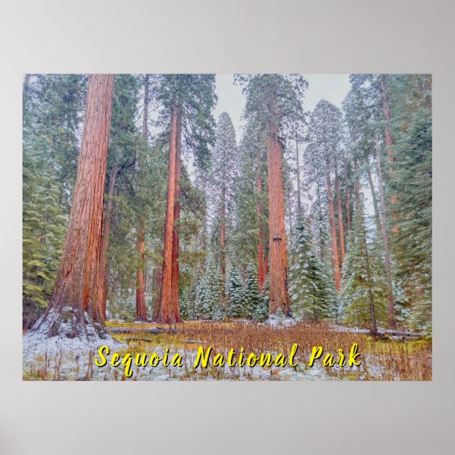 Serene Sequoia Forest Landscape Poster (Front)