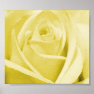 Serene Yellow Rose - poster/print Poster