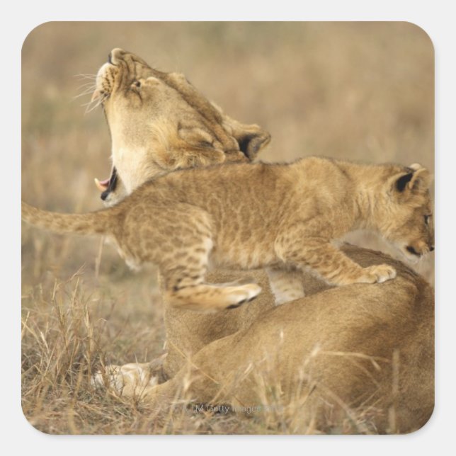 Serengeti National Park, Tanzania Square Sticker (Front)