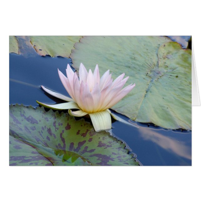 Serenity (Front Horizontal)