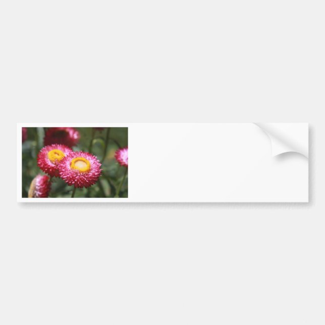 Serenity 1 bumper sticker (Front)