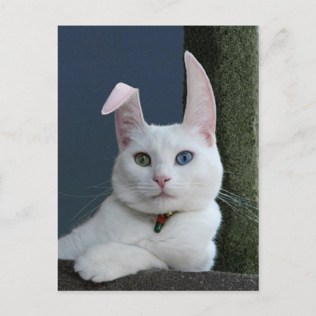 Serenity as Bunny postcard (Front)