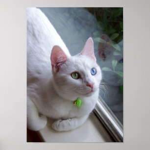 Serenity by Window poster