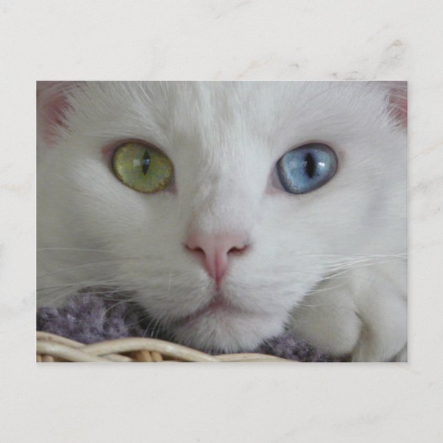 Serenity close-up Postcard (Front)