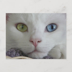 Serenity close-up postcard