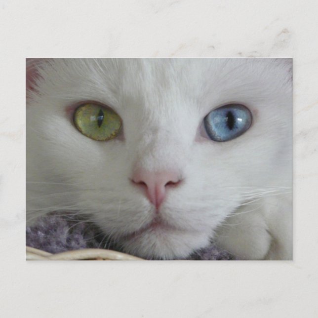 Serenity close-up postcard (Front)