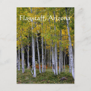 Serenity in Gold and Green Aspen's Flagstaff Postcard