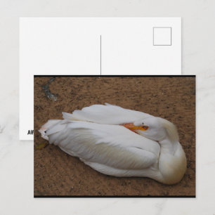 Serenity in White Postcard