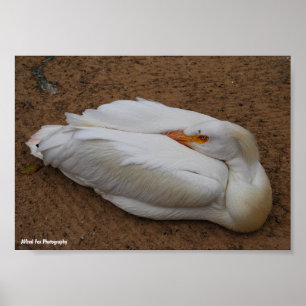 Serenity in White Poster