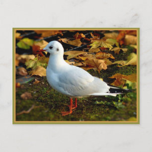 Serenity Postcard