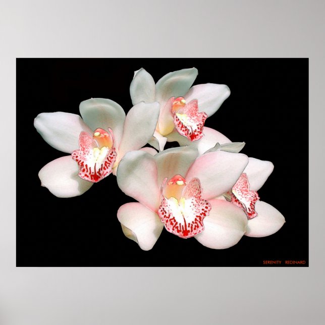 SERENITY POSTER (Front)