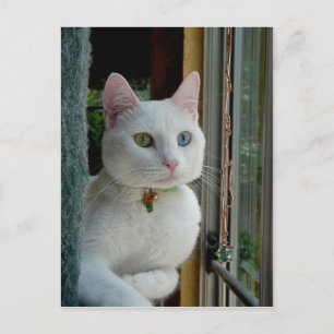 Serenity relaxes Postcard