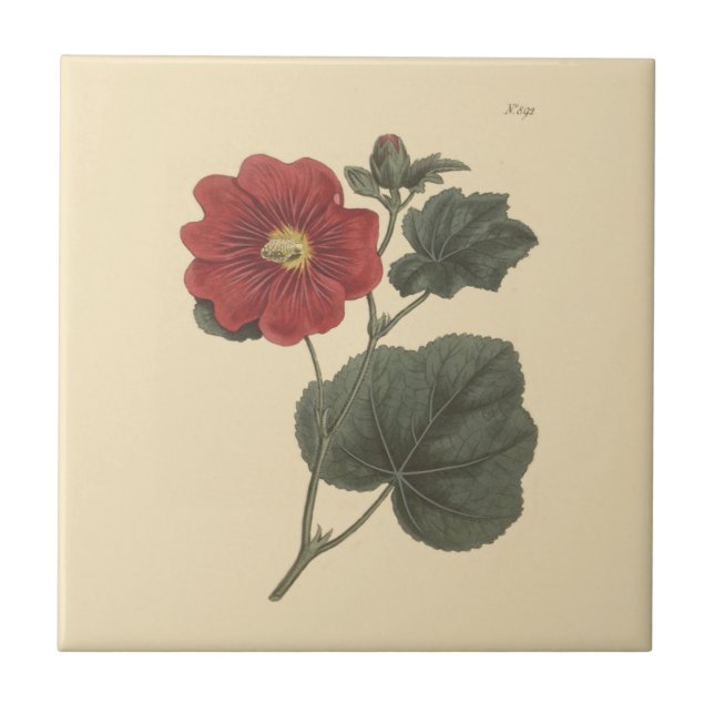 Seringapatam Hollyhock Botanical Illustration Ceramic Tile (Front)