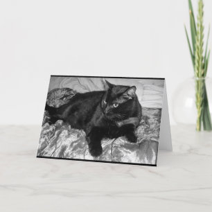 Serious Black Cat Card