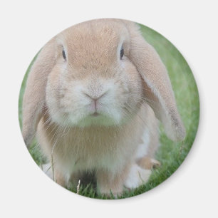 serious bunny photo magnet