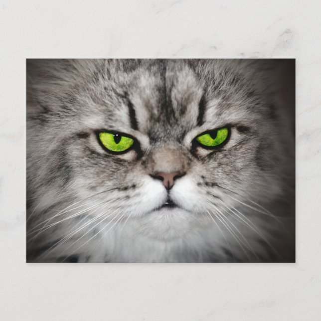Serious cat with green eyes postcard (Front)
