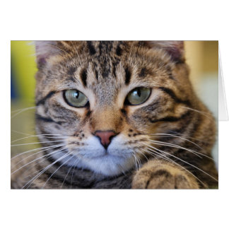 Serious Green-Eyed Tabby Cat