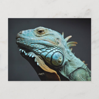 Serious Iguana Portrait Postcard