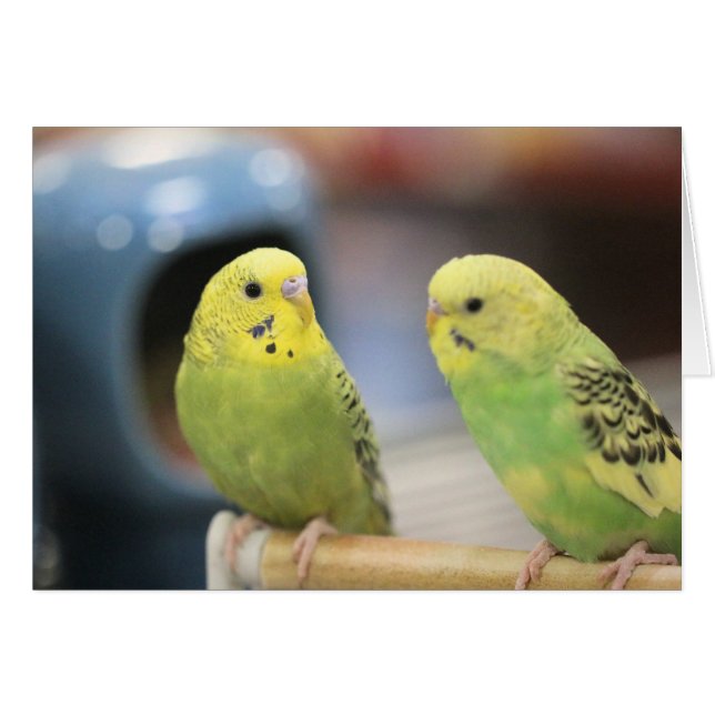 Serious keets (Front Horizontal)