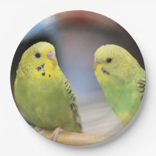 Serious keets paper plate