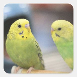 Serious keets  square sticker