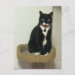 Serious Lucy Postcard