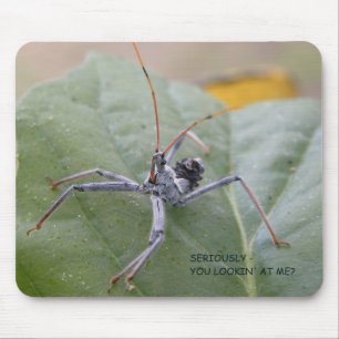 Seriously you looking at me? mouse pad
