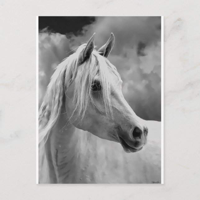 Serne Composition Postcard (Front)