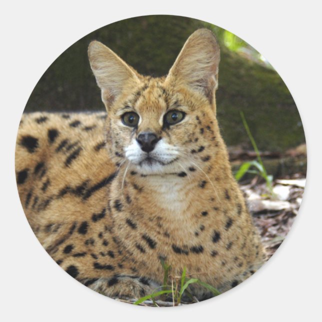serval 015 classic round sticker (Front)