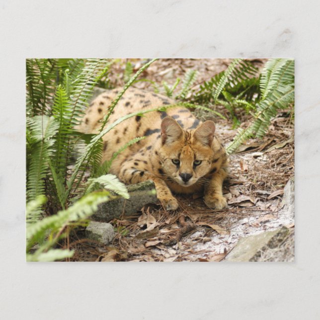 serval 019 postcard (Front)