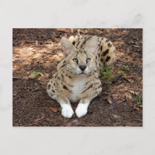 serval 028 postcard