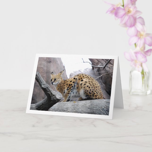 Serval Cat on Rock Card (Orchid)