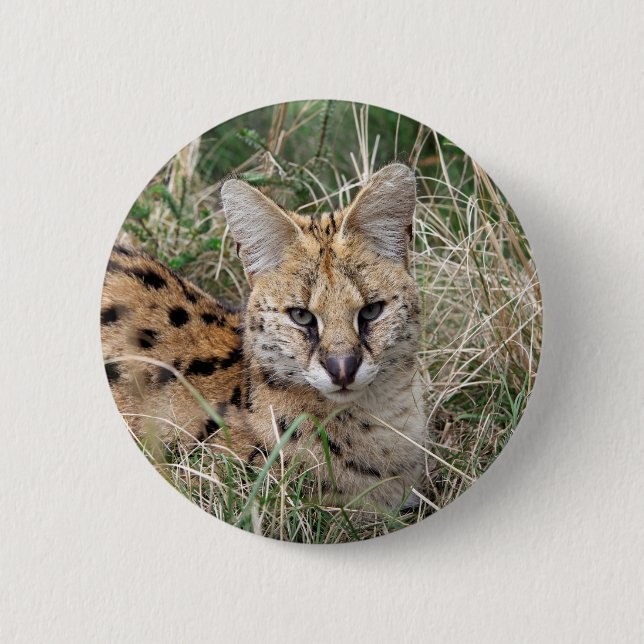 Serval cat relaxing in grass 6 cm round badge (Front)