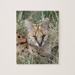 Serval cat relaxing in grass jigsaw puzzle