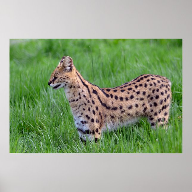 Serval in the grass poster (Front)