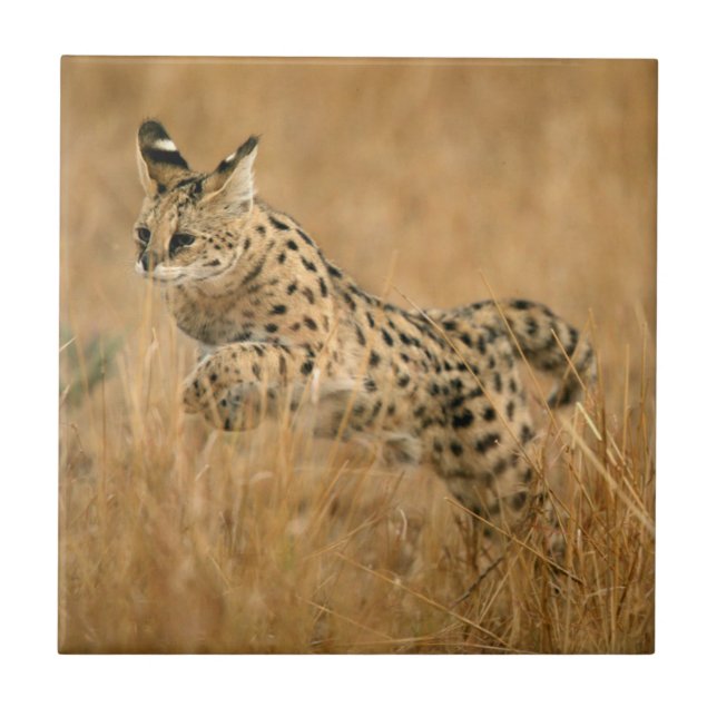 Serval (Leptailurus Serval) Jumping Ceramic Tile (Front)