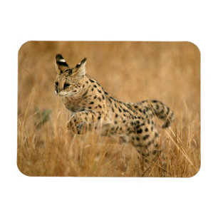 Serval (Leptailurus Serval) Jumping Magnet