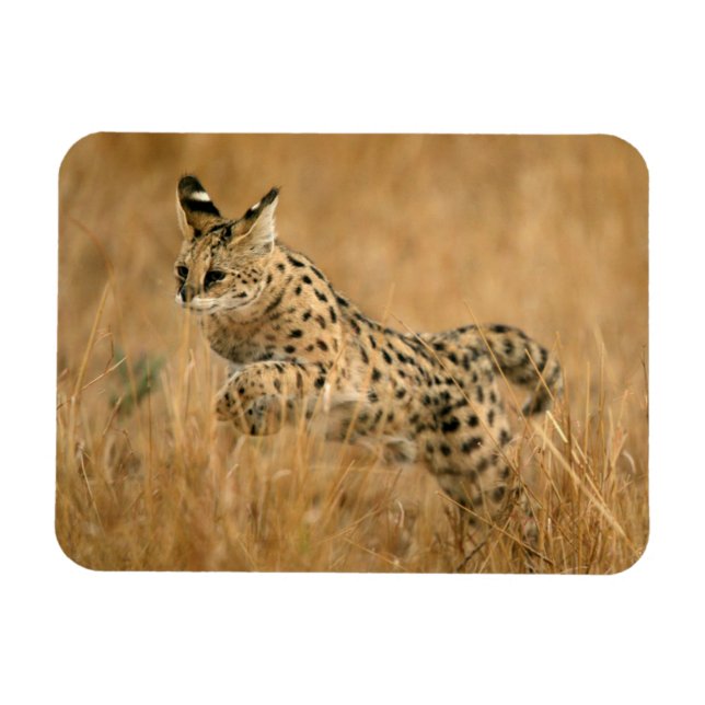 Serval (Leptailurus Serval) Jumping Magnet (Horizontal)