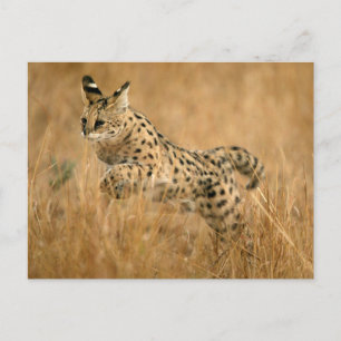 Serval (Leptailurus Serval) Jumping Postcard