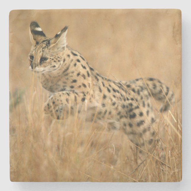 Serval (Leptailurus Serval) Jumping Stone Coaster (Front)