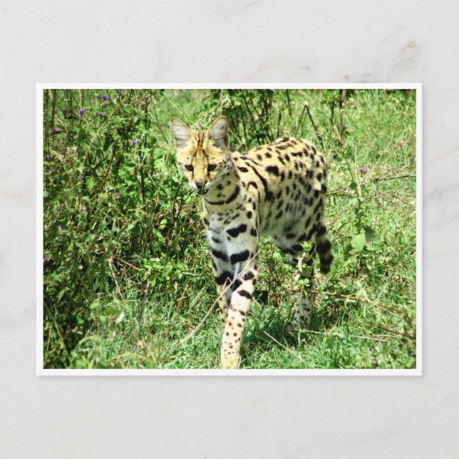 serval postcard (Front)