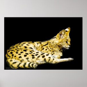 Serval Print